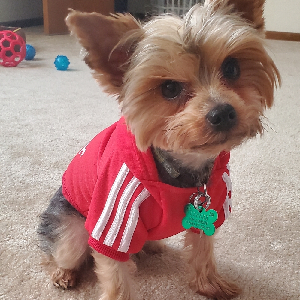β οΈ Doggie adidog sweatshirts - Picture 5 of 8
